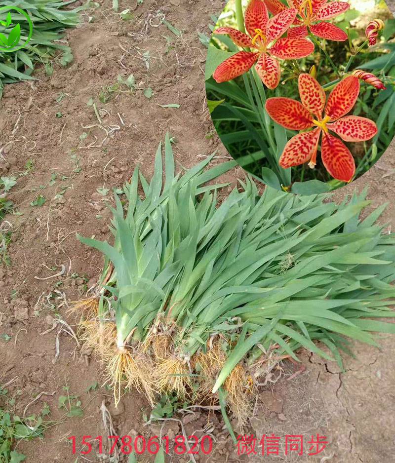 现挖射干苗 蝴蝶花苗子 药材苗 观赏种苗射干花苗