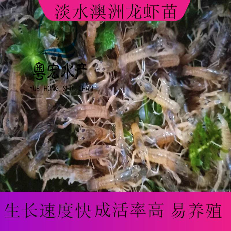 山西长期供应澳洲龙虾苗 罗氏虾苗报价 南美对虾苗 澳龙虾苗价格行情