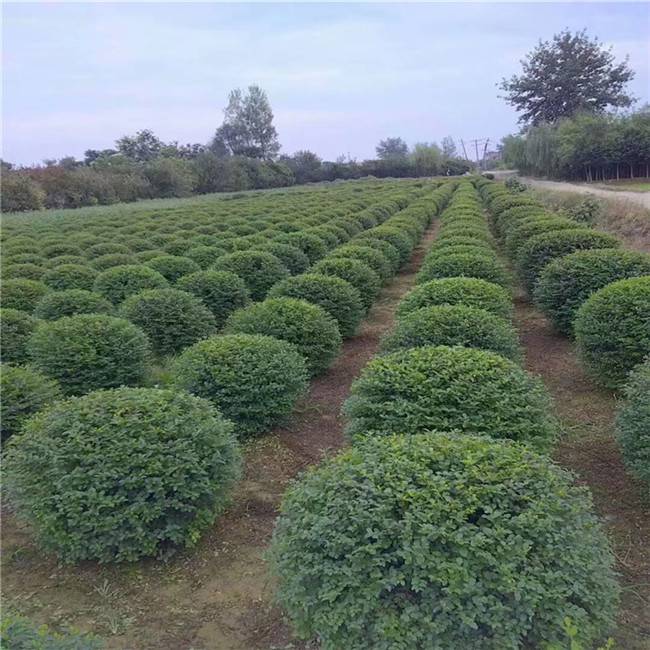 陕西苗木基地-苗木配送货到付款-小叶女贞采购 周至率森园艺苗圃有自