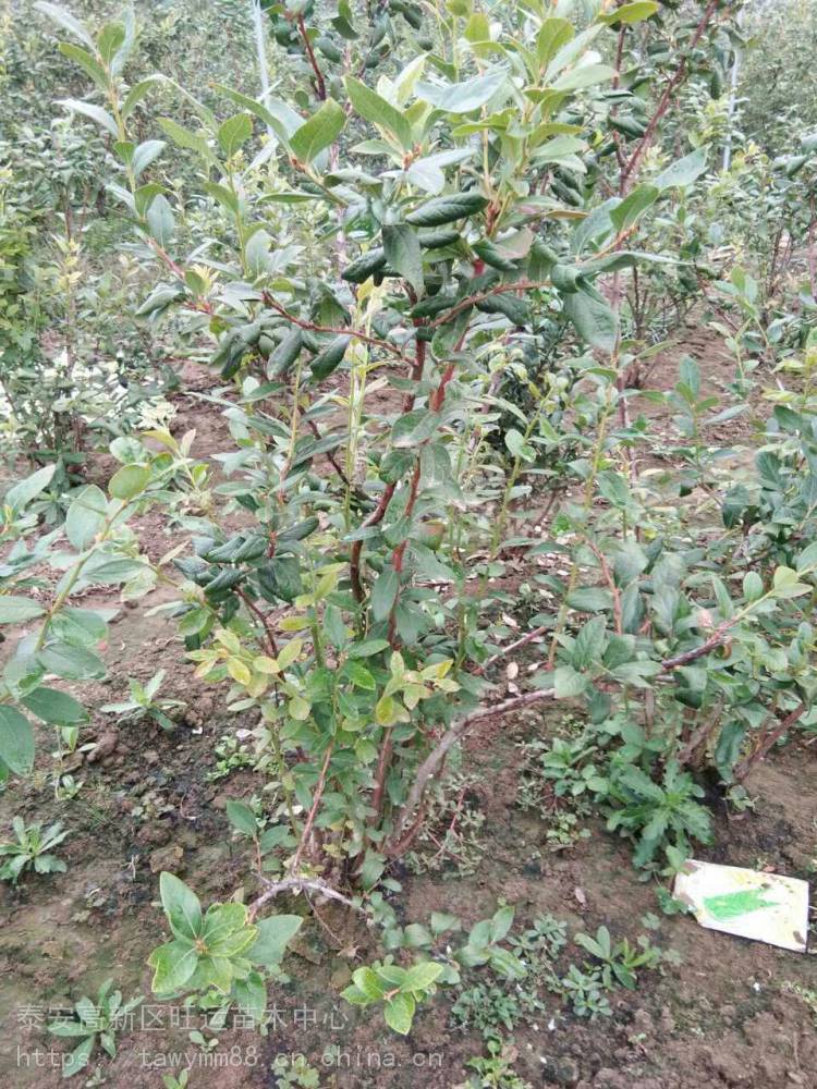 矮丛蓝莓苗果树新品种盆栽蓝莓苗