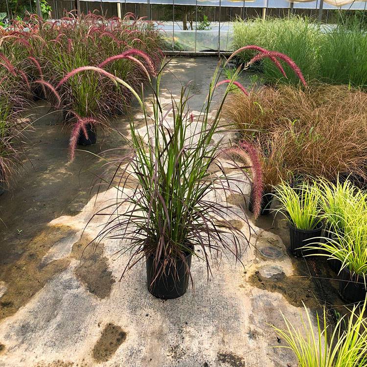 苗圃直销紫叶狼尾草 批发彩叶观赏草花境花带紫叶狼尾草苗