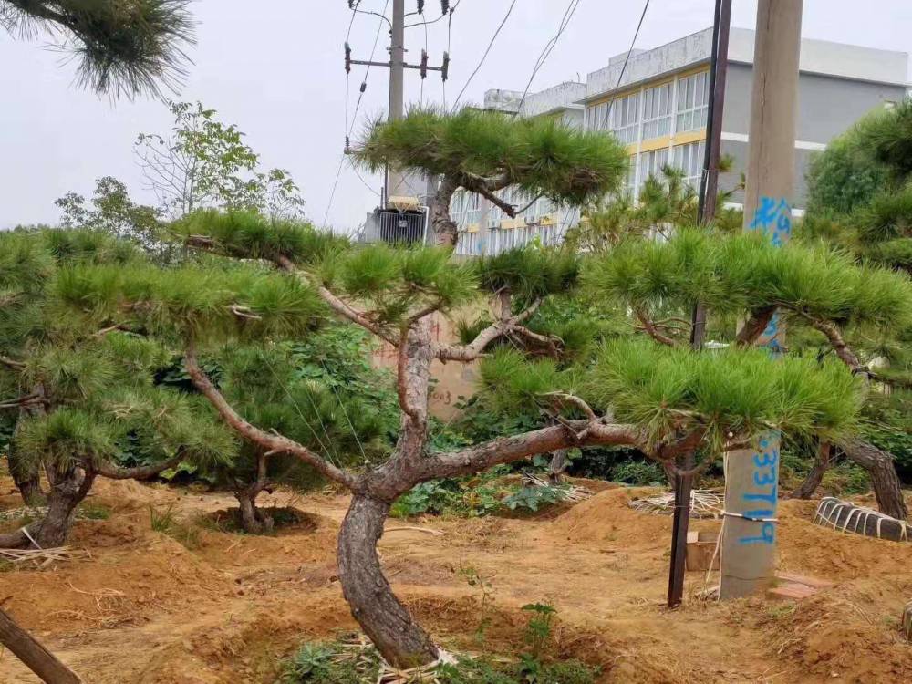 泰安基地造型油松,多种造型优美,任你挑选,成活率高.