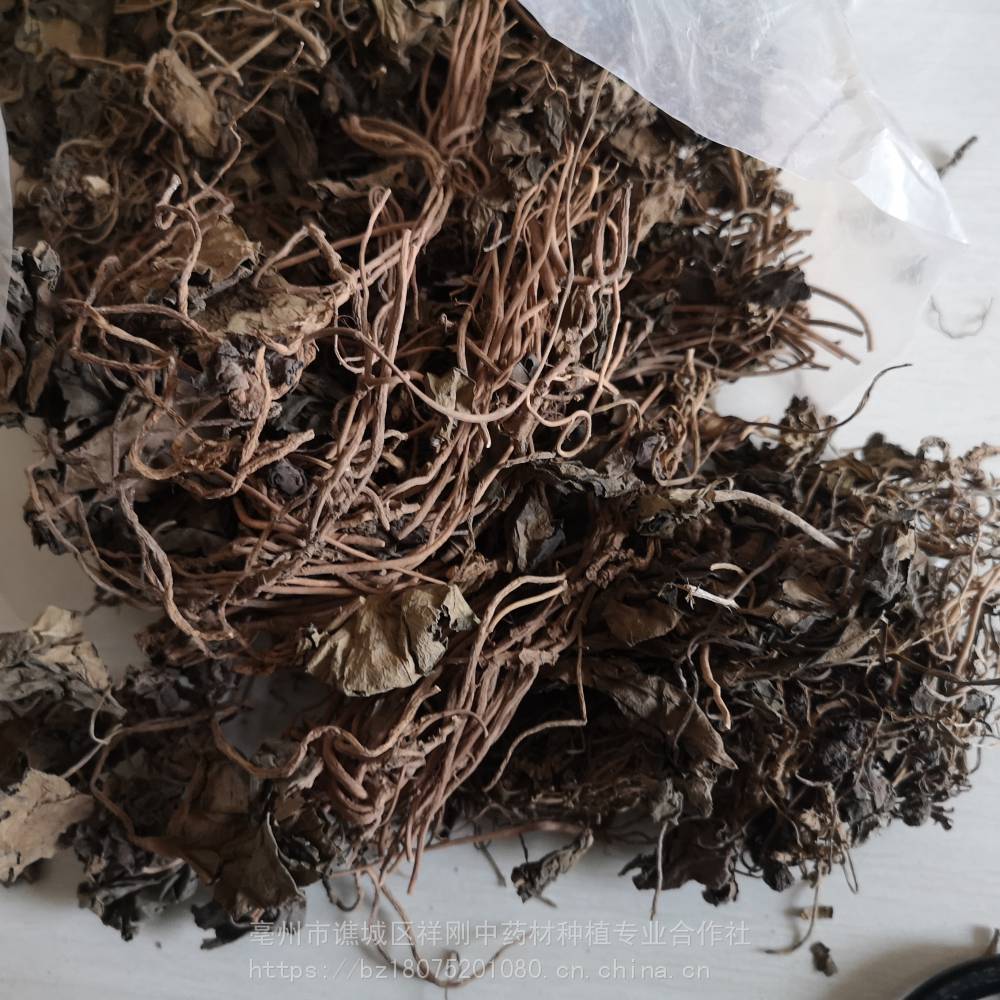 中药金耳环多少钱一斤 金耳环的功效和作用