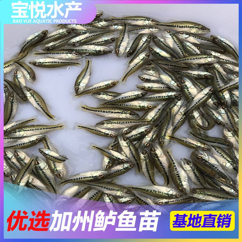 江西上饶苗场出售梭鲈鱼苗价格 鲈鱼苗养养殖技术
