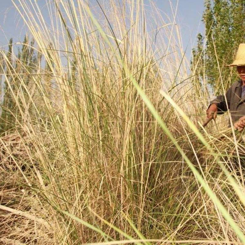 销售批发优质牧草 芨芨草种子批发 进口在生牧草种子 产量高