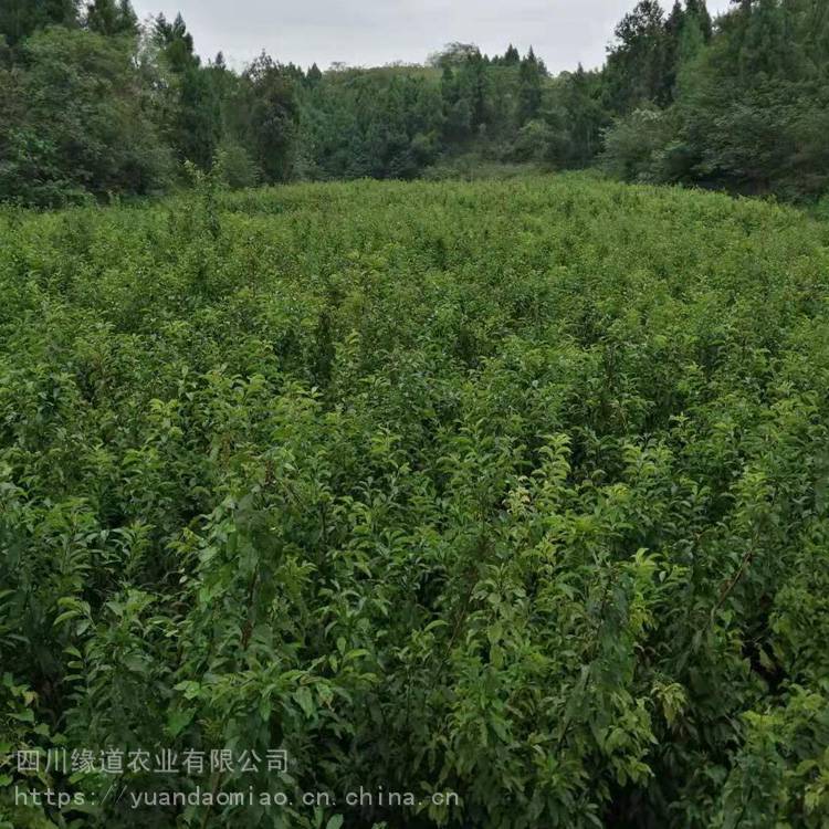泸州凤凰李子树苗 厂家批发凤凰李子树苗品种优质