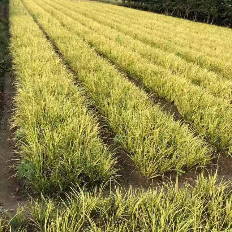 金边菖蒲金线菖蒲金叶石菖蒲金边菖蒲基地直销