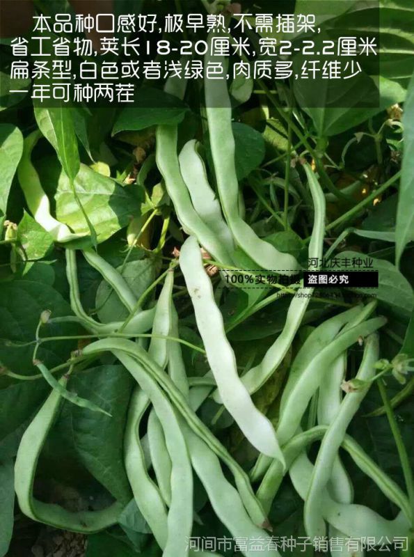 豆角种子 地豆王 地芸豆 无架四季豆 早熟抗病 宽荚白莲 白不老