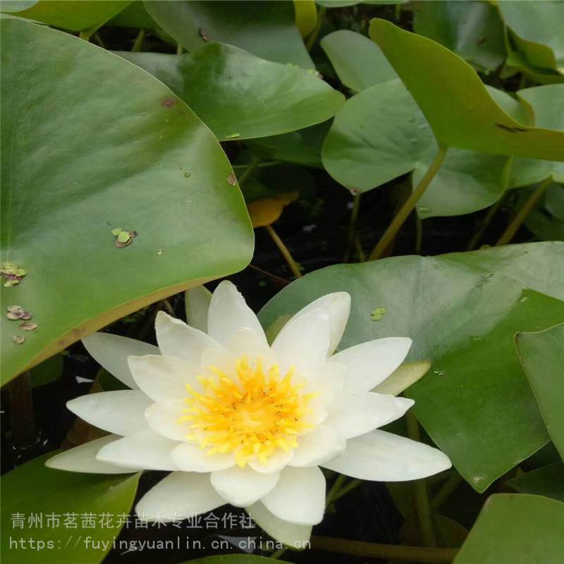 睡莲种植厂家,绿化用睡莲价格,睡莲出售