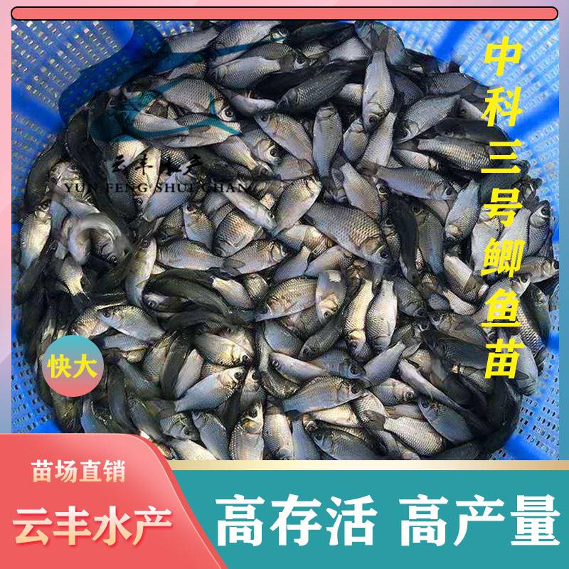宜昌鲫鱼苗 优质东北鲫鱼苗 中科五号鲫鱼苗 中科五号鲫鱼苗
