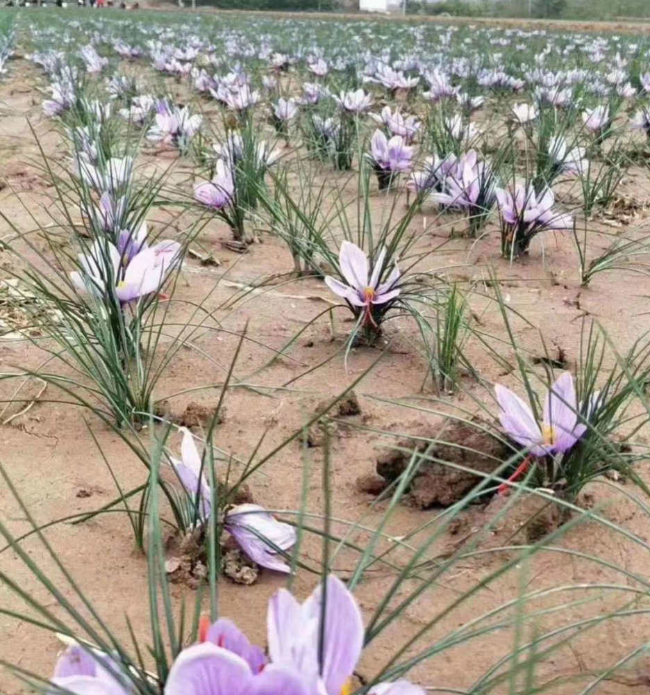 藏红花适宜种植的地方 藏红花种子批发