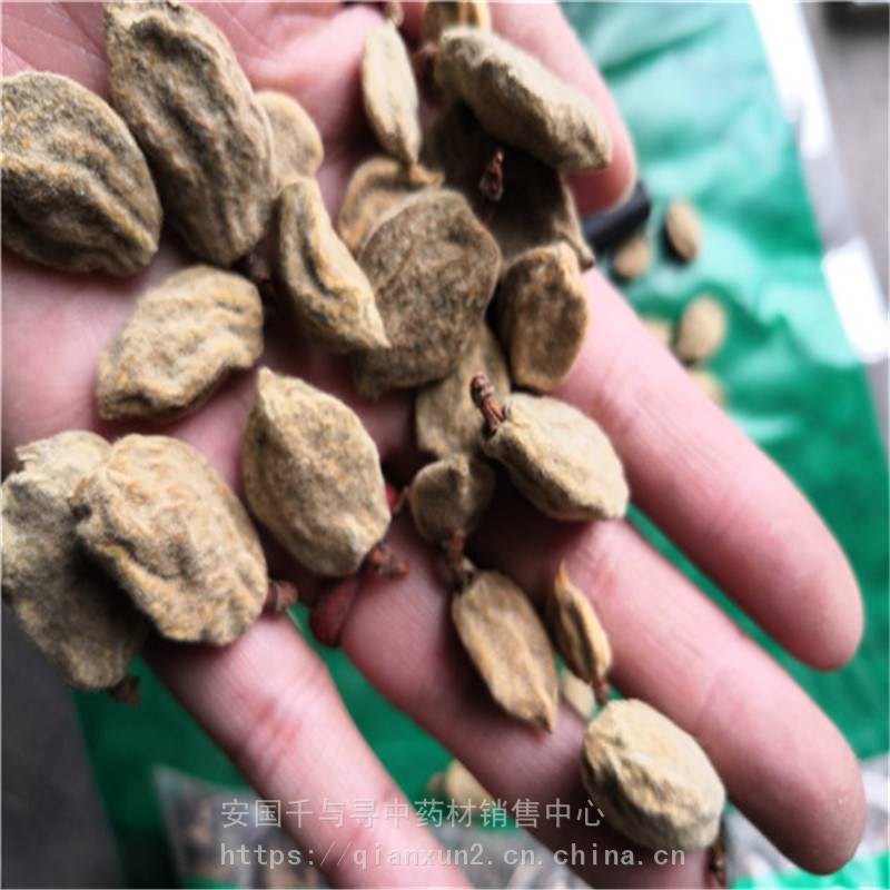 中药材营实子多少钱能买到/营实子一般什么价格