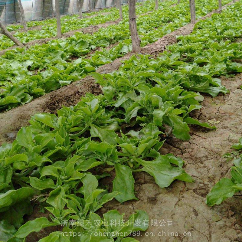 日本冰草冰花种子基地种植四季青菜种籽蔬菜种孑