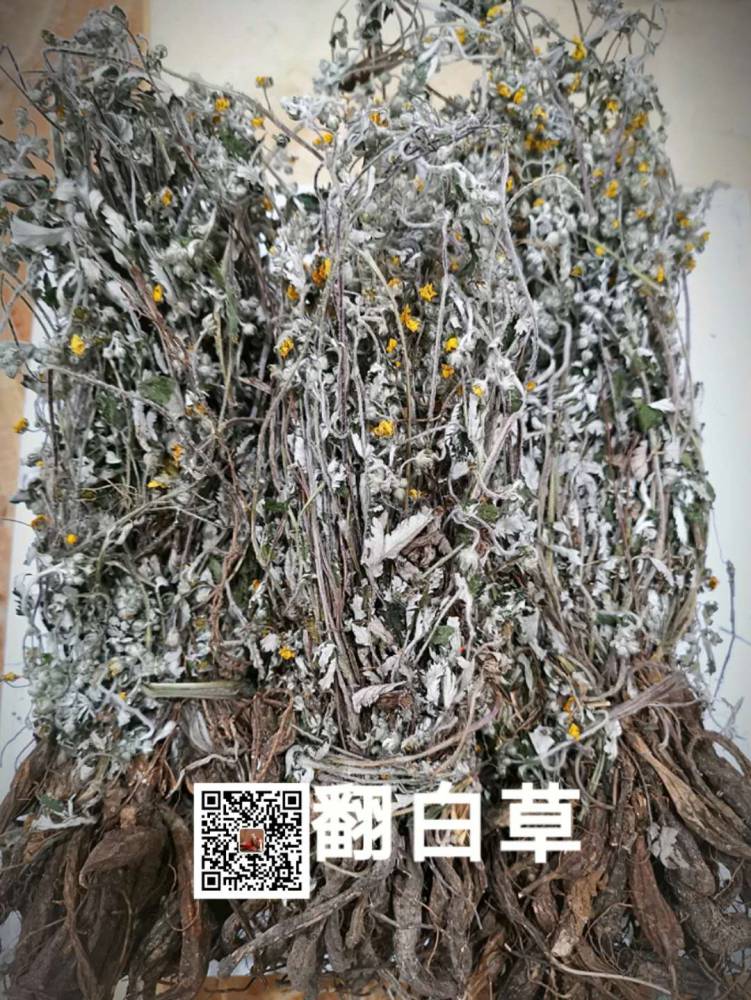 野生翻白草价格/翻白草功效