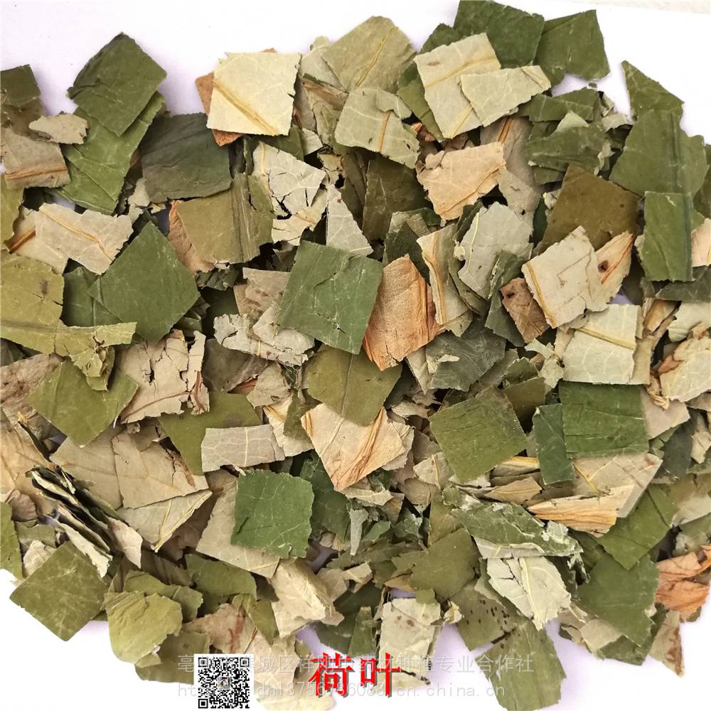 荷叶中药材荷叶安徽荷叶片的批发价格