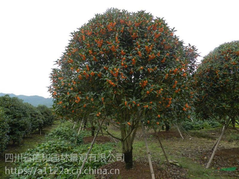 “桂花树是泸州原产花木