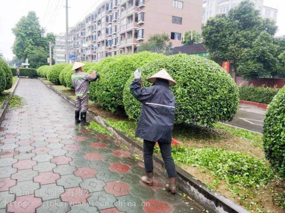 芜湖绿化养护园林园艺草坪树木修剪