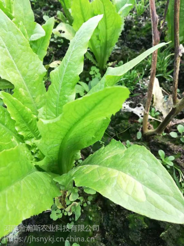 重庆油麦菜霜霉病怎么治疗霜霉病治疗好药哪家好杀菌剂厂家