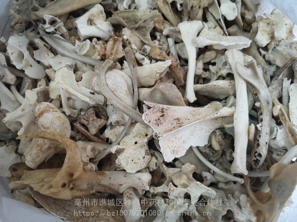 狗骨的功效 中药材狗骨哪里购买