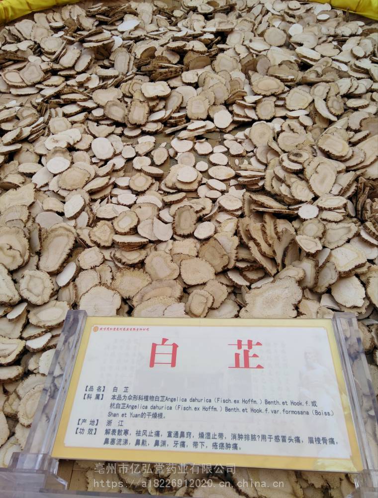 白芷药用有什么效果 香白芷产地直销批发价哪里购买便宜