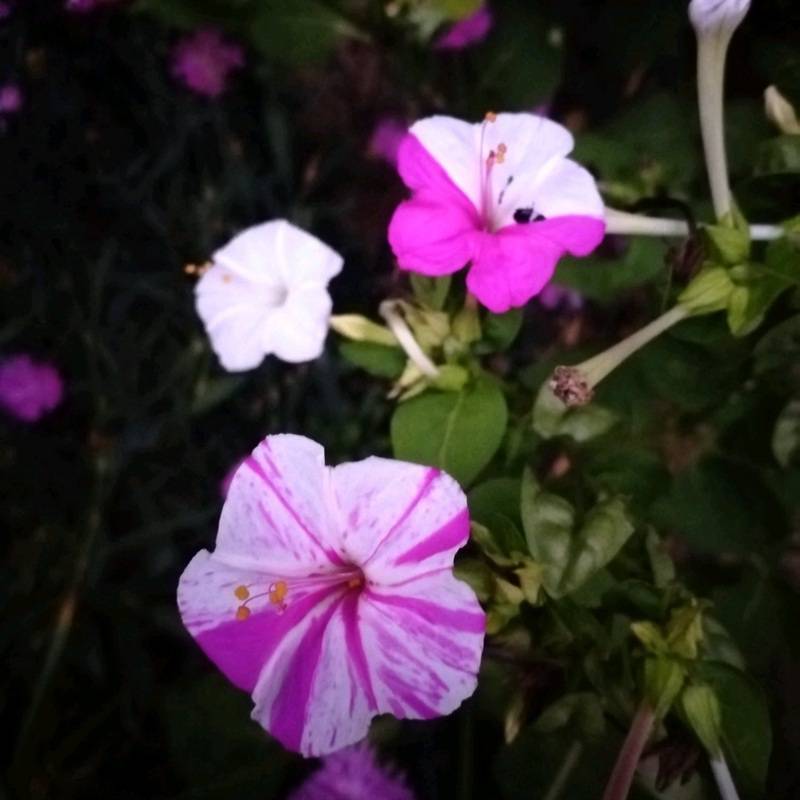 紫茉莉种子批发 紫茉莉种子价格 优质观赏花卉 物美价廉