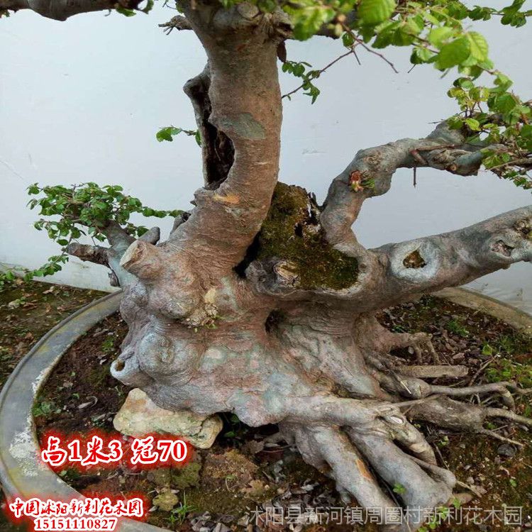 实拍图片 高档中型古桩盆景 榆树树桩盆景植物 造型盆景包邮!