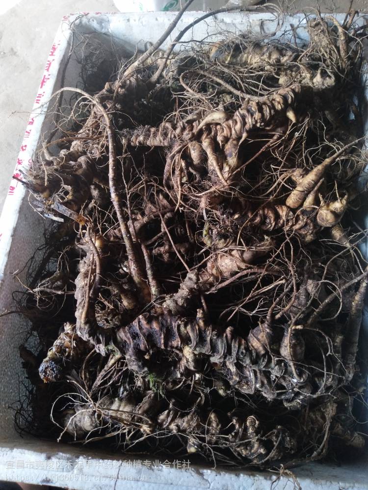 【红河金平野三七栽培技术 竹节参农业致富项目 竹节参栽培技术】图片
