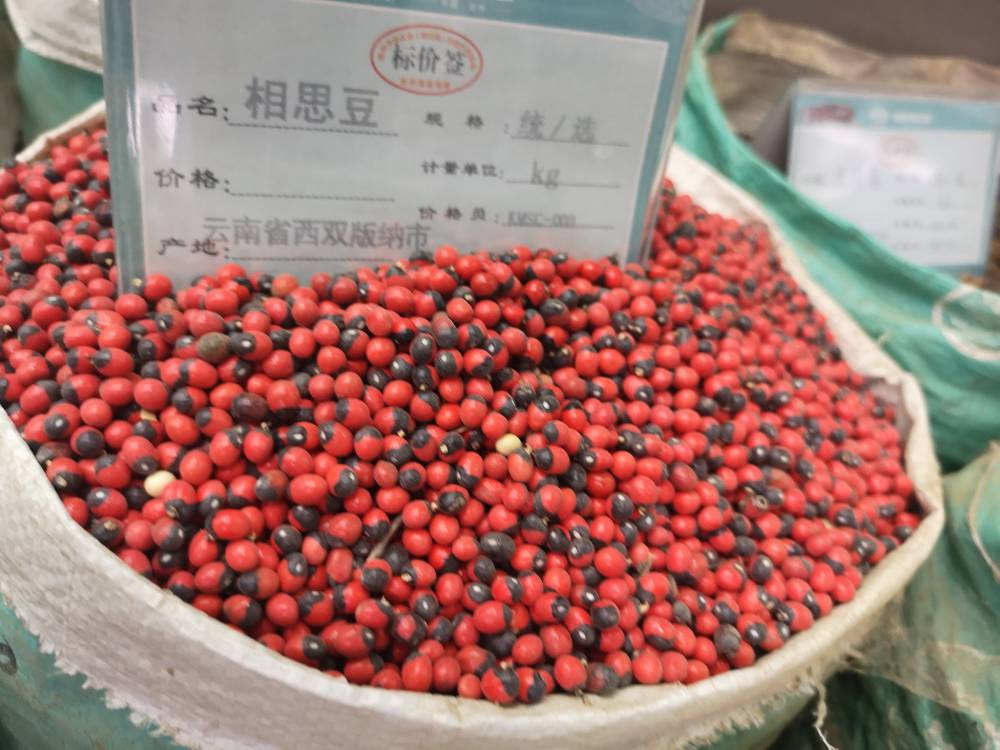 中药材相思豆功效作用红豆云南豆子郎君子红漆豆相思豆鸡母珠鸳鸯豆