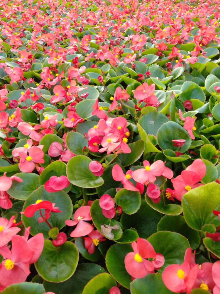 绿色花卉四季海棠绿植植物