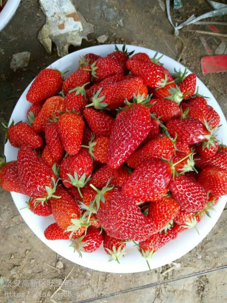丰香草莓苗结的多雪里香草莓苗品种介绍