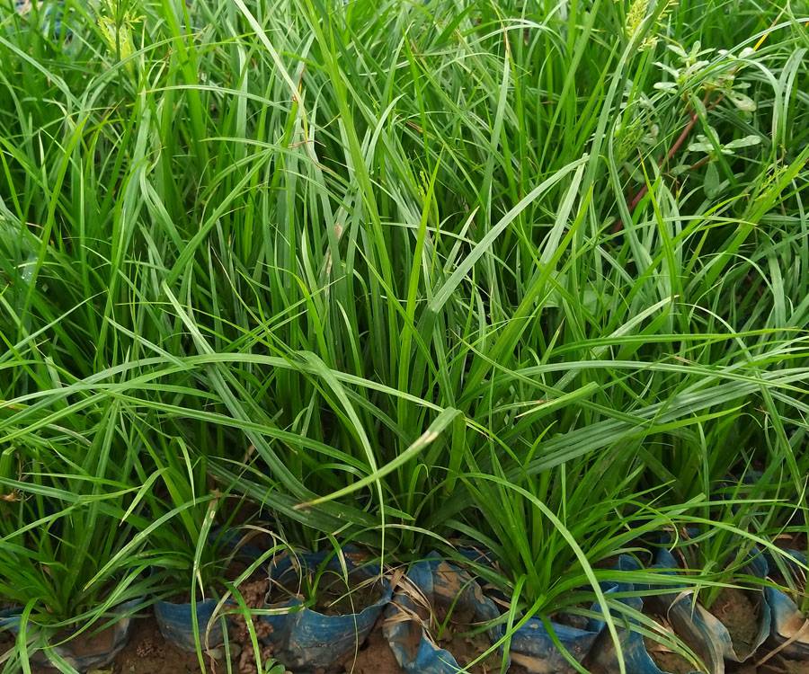 青绿苔草哪里有供应的,青绿苔草小苗批发电话