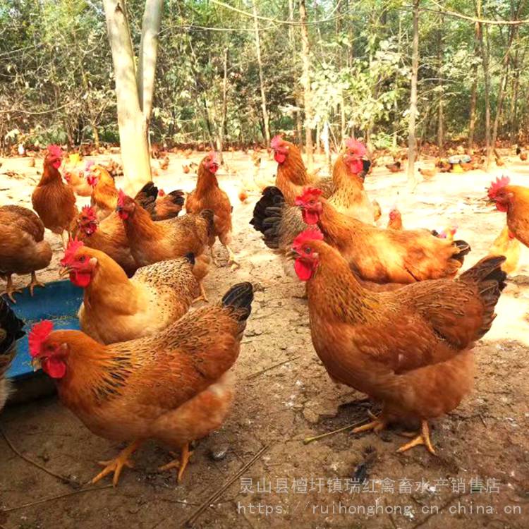 广西灵山土鸡苗批发价包邮-红玉土鸡苗养殖成活率技术培训