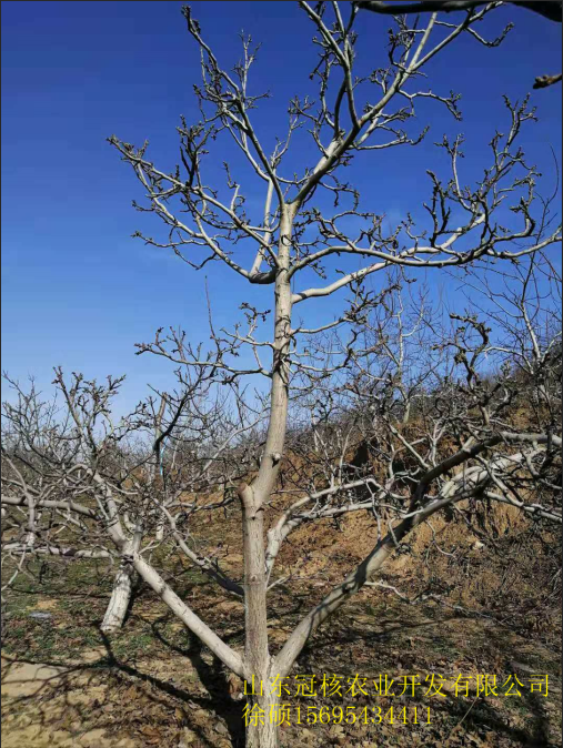 核桃苗什么季节栽植好秋天栽植还是春天栽植.