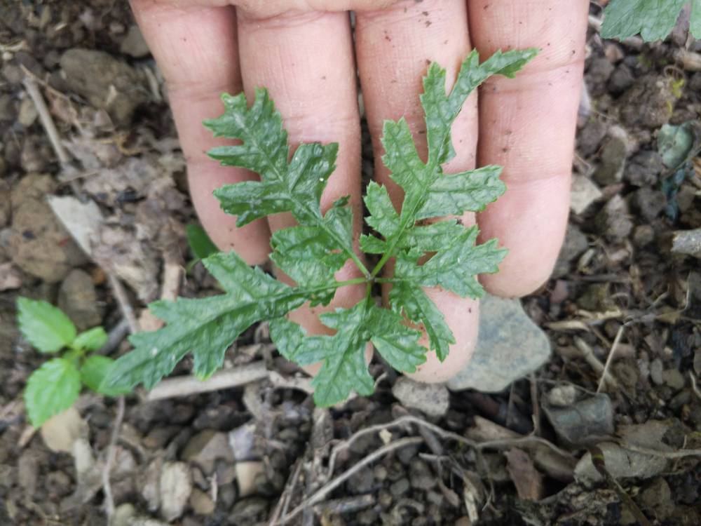 河南郑州登封竹节参种子苗子白芨百部种苗种植药材种植项目