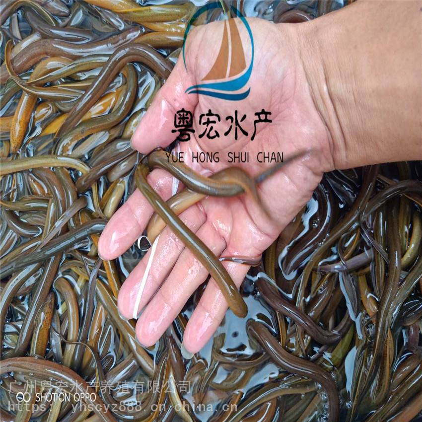 价格优惠 出售黄鳝鱼苗 杂交黄鳝鱼苗 田鳝鱼苗 黄斑黄鳝鱼苗