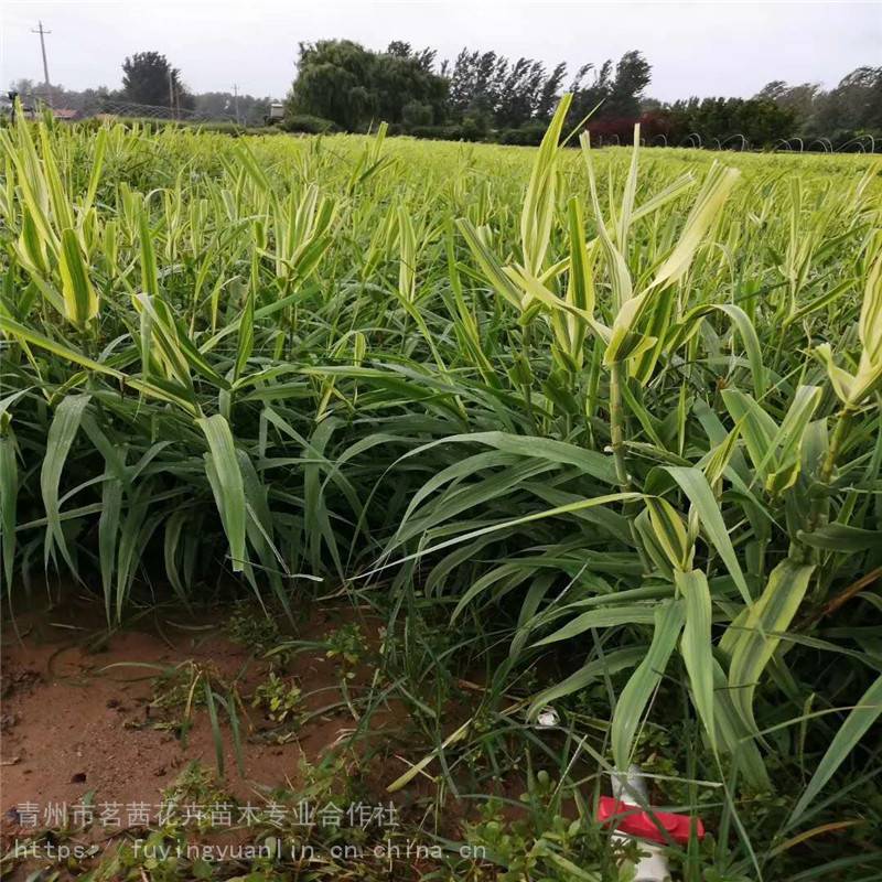 花叶芦竹价格,花叶芦竹小苗价格,花叶芦竹基地出售