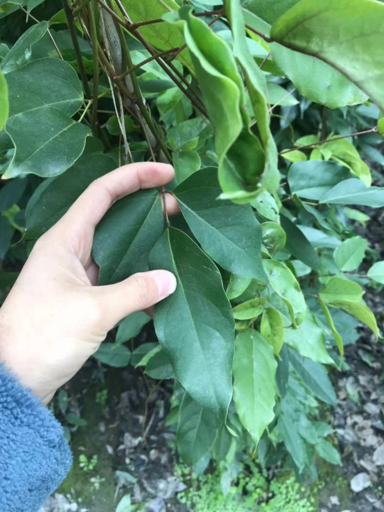 四季常绿的藤本植物有适合护坡的选用油麻藤工程苗批发基地哈哈哈