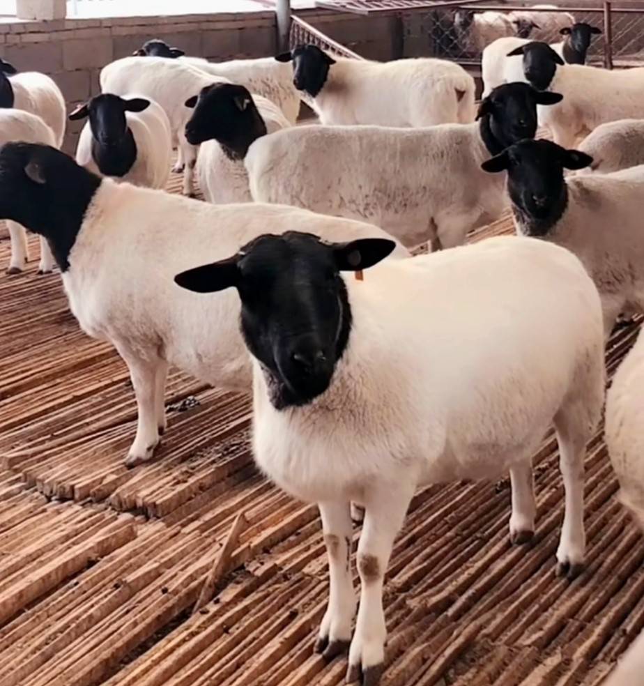 供应波尔山羊纯种公羊头胎怀孕母羊5-6个月美国白山羊青年羊一只起