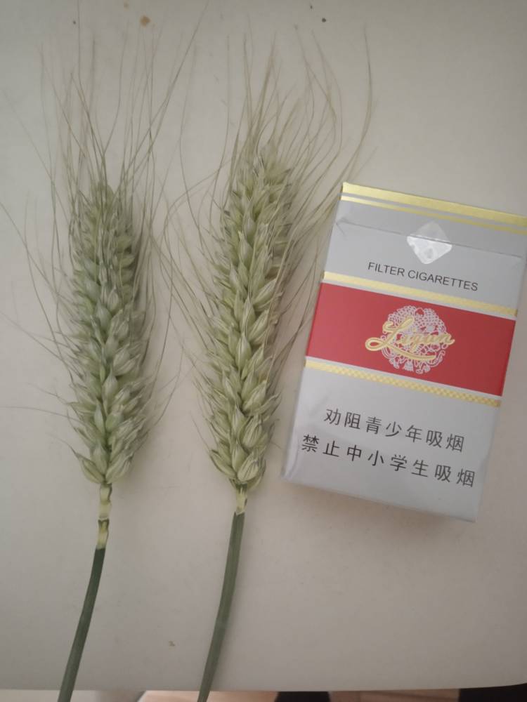 高产抗倒伏小麦品种矮秆大穗小麦种子山科麦2000