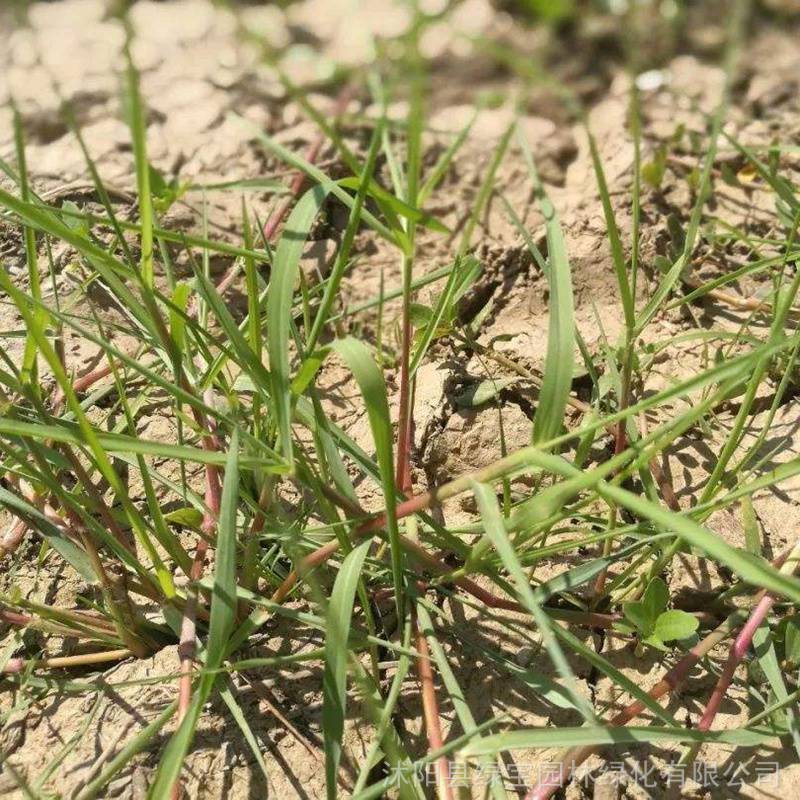 宽叶雀裨种子价格 进口猪牛羊鸡鸭鹅兔鱼牧草种子种植基地高营养价值