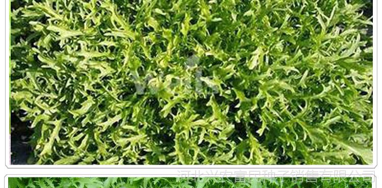 盛优 碎叶苦苣种子花叶苦苣 阳台庭院盆栽 碎叶菊苣苦苣 蔬菜种子