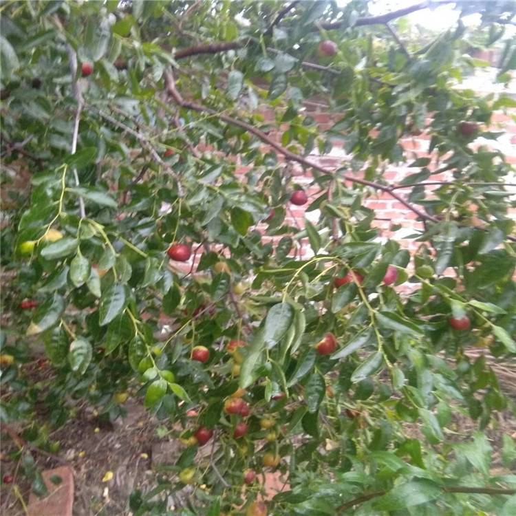 枣树苗基地枣树苗批发_冬枣2号品种报价_种植技术免费指导