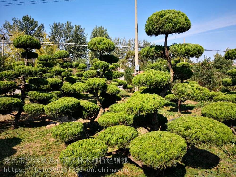 精品造型多头龙柏 造型小叶黄杨 造型小叶女贞 造型大叶黄杨生产基地