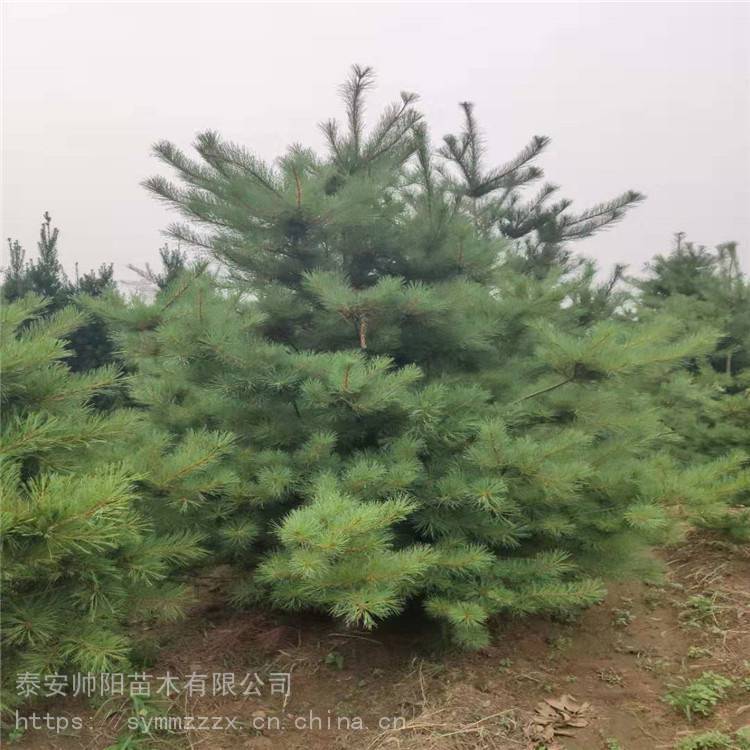 宠物及园艺 园林植物 乔木 华山松 便宜出售 苗木基地 多年生花卉   