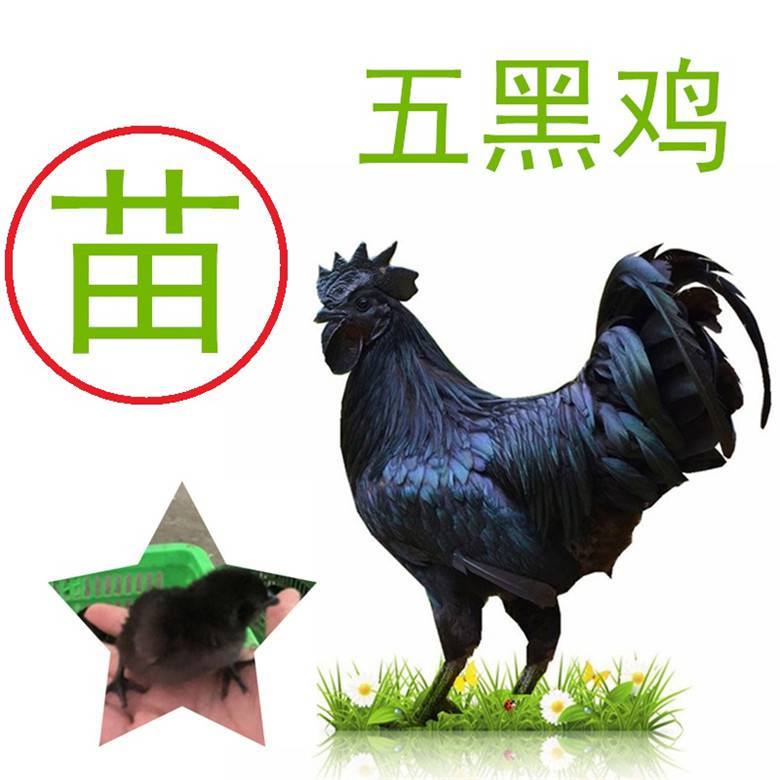 指导饲养五黑鸡营养价值价格实在,五黑鸡营养价值价格