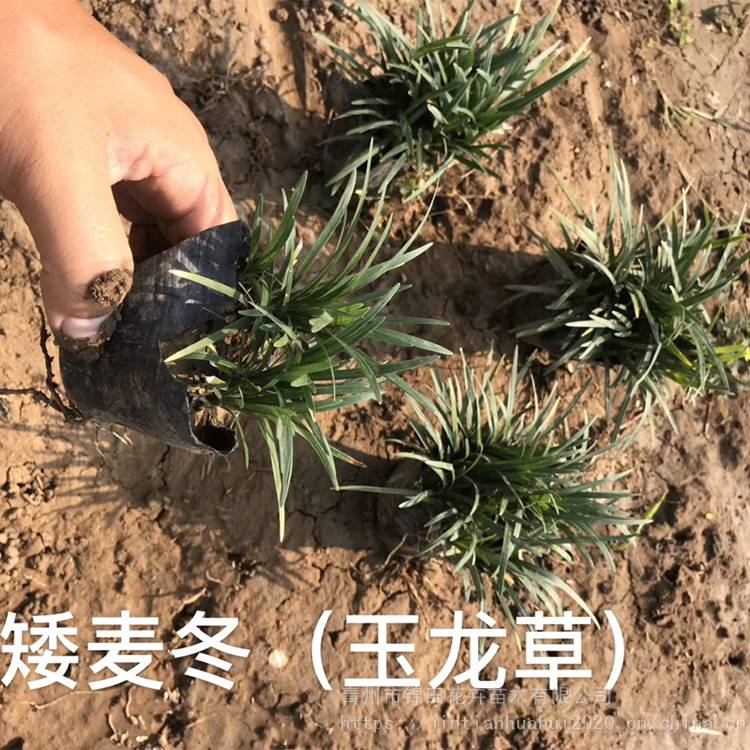 玉龙草山东基地直销日本矮麦冬批发价格