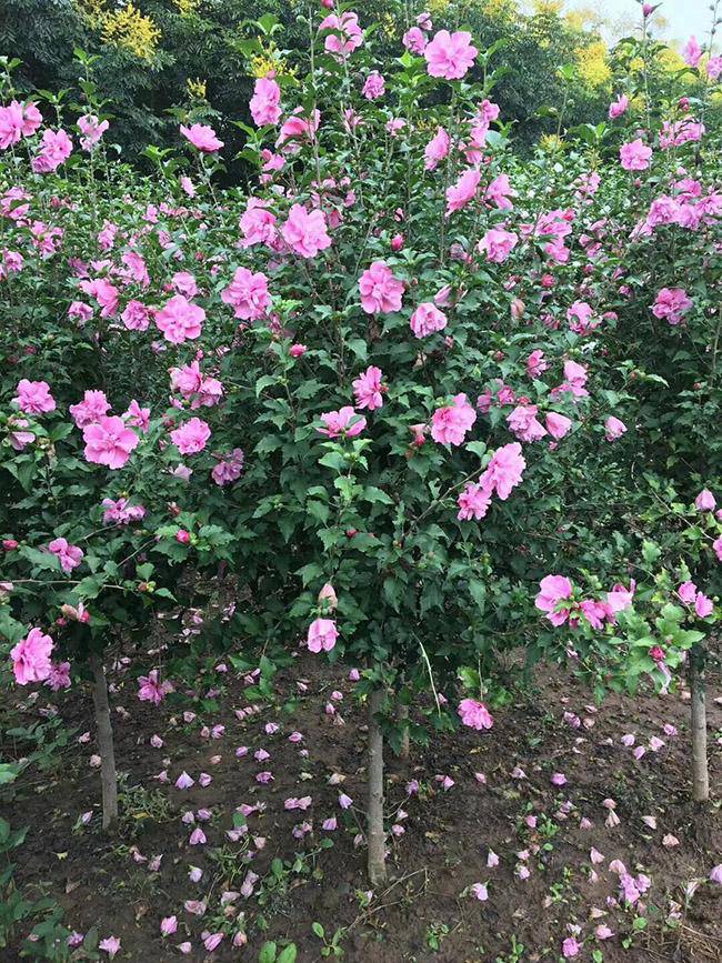 出售重瓣木槿花树苗芙蓉花苗庭院花卉木槿苗红花木槿紫花木槿树苗