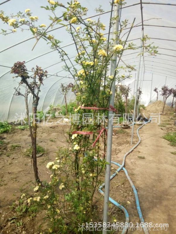 藤本植物 木香 木香花 木香花苗 当年开花庭院盆栽大苗