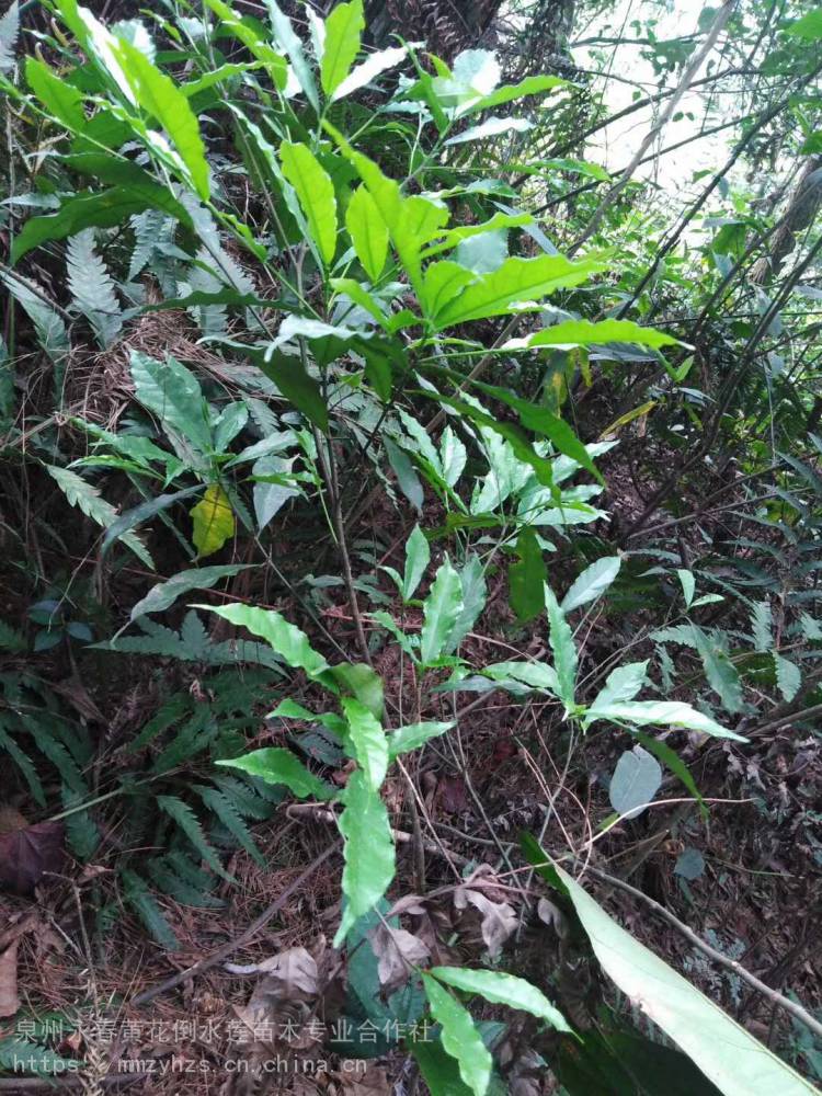 供应尤溪白花牛奶苗,小牛栋苗,小叶白花牛奶苗,播种苗产区直销