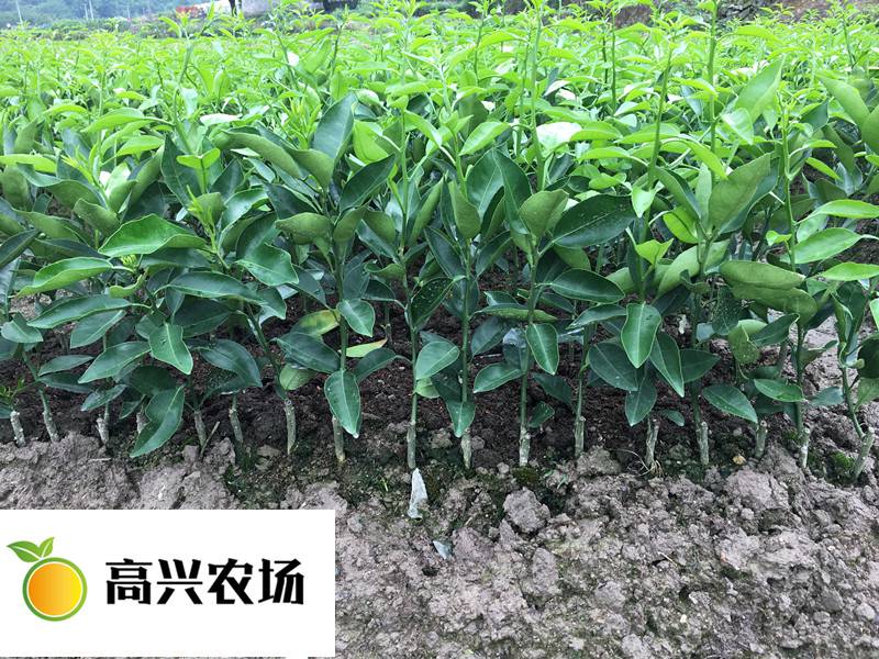 红美人精品橘子苗 正宗象山红美人柑橘苗 1年生根系发达